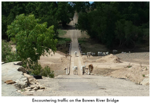 Cattle traffic on the Bowen River bridge