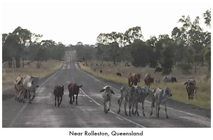 Cattle near Rolleston, Queensland