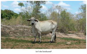 Brahman cow