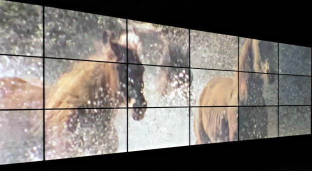 Video still of brumbies at the Spirited exhibition