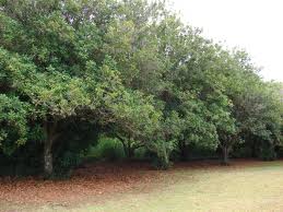 macadamia orchard
