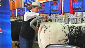 2015 Sydney Royal Easter Show - cattle
