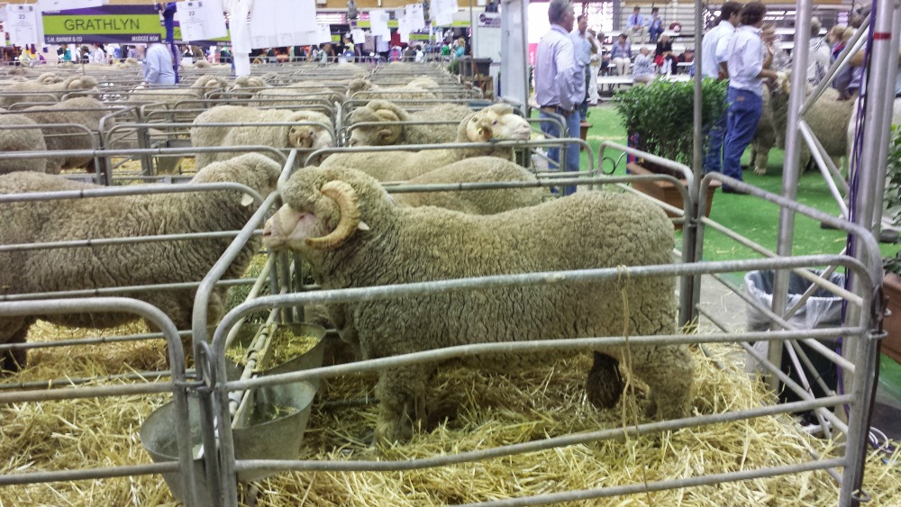 2015 Sydney Royal Easter Show - sheep pavilion
