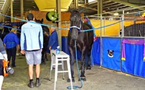 2015 Sydney Royal Easter Show - horses