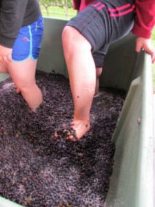 Stomping grapes