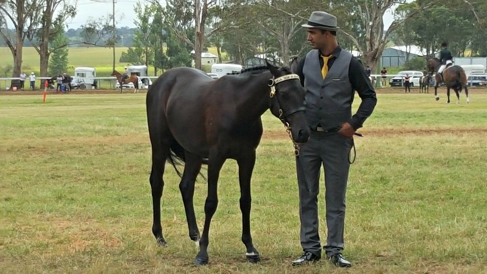 Led horse at Luddenham Show