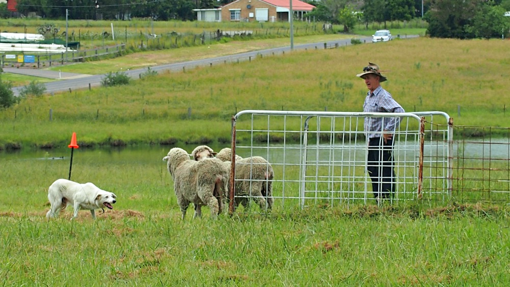Sheep dog trials at Luddenham Show
